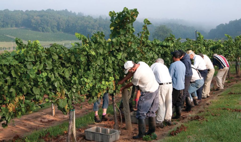 Biltmore vineyard with grape pickers